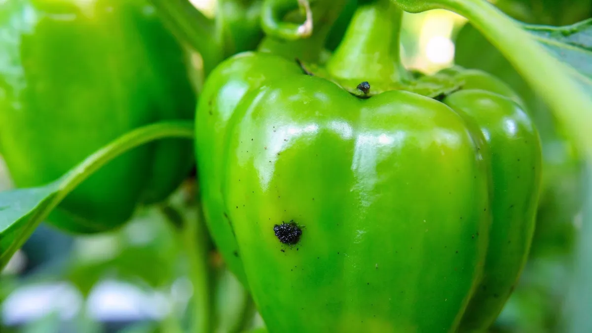 A vibrant green bell pepper with black spots on the plant, surrounded by lush greenery.