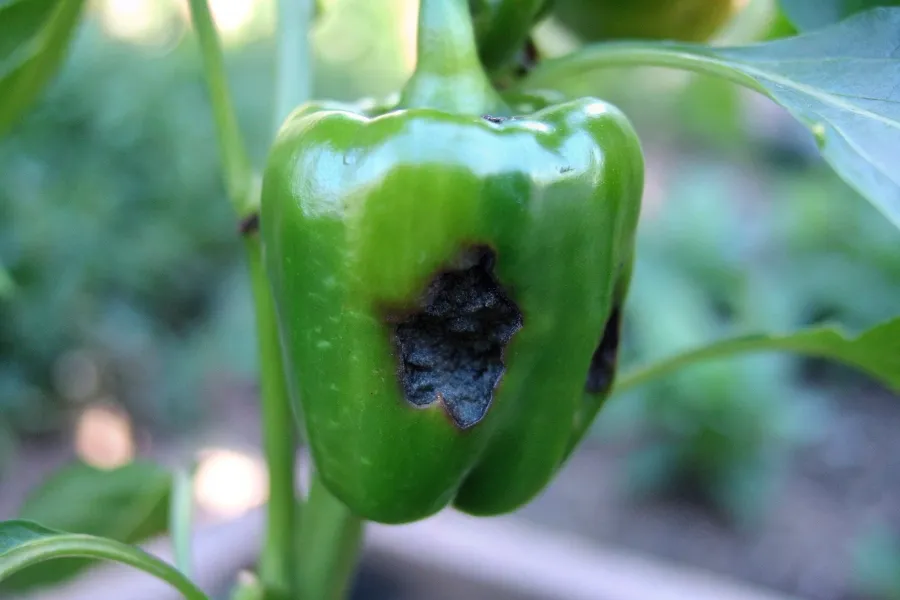 A green bell pepper with black rot on its surface, showing signs of fungal infection.