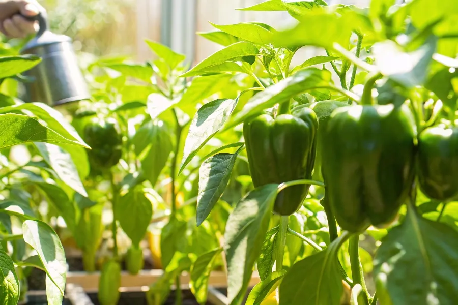  A thriving green bell pepper plant being watered in a garden by a gardener’s hand.